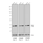 Thermo Fisher Scientific Donkey anti-Rabbit IgG (H+L) Cross-Adsorbed Secondary Antibody, AP