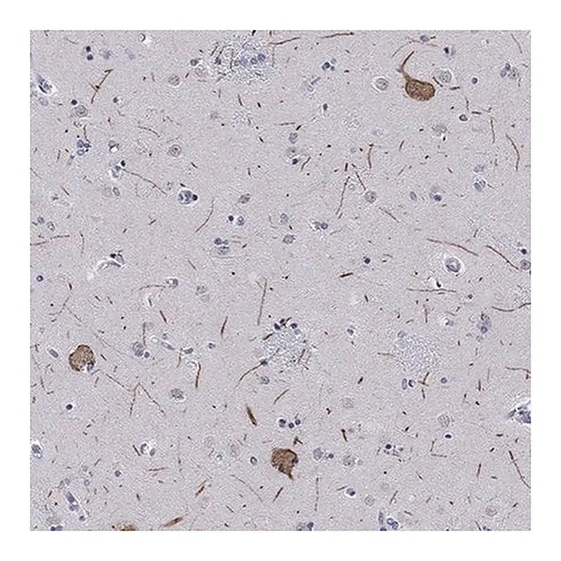 Merck Anti-HCN4 antibody produced in rabbit