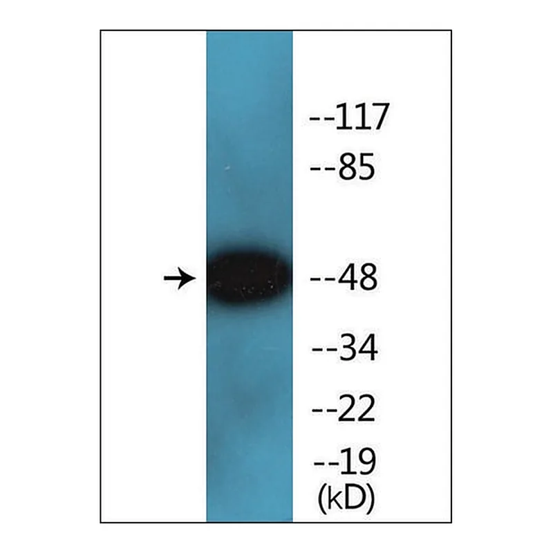 Merck Anti-phospho-Smad2/3 (pThr8) antibody produced in rabbit