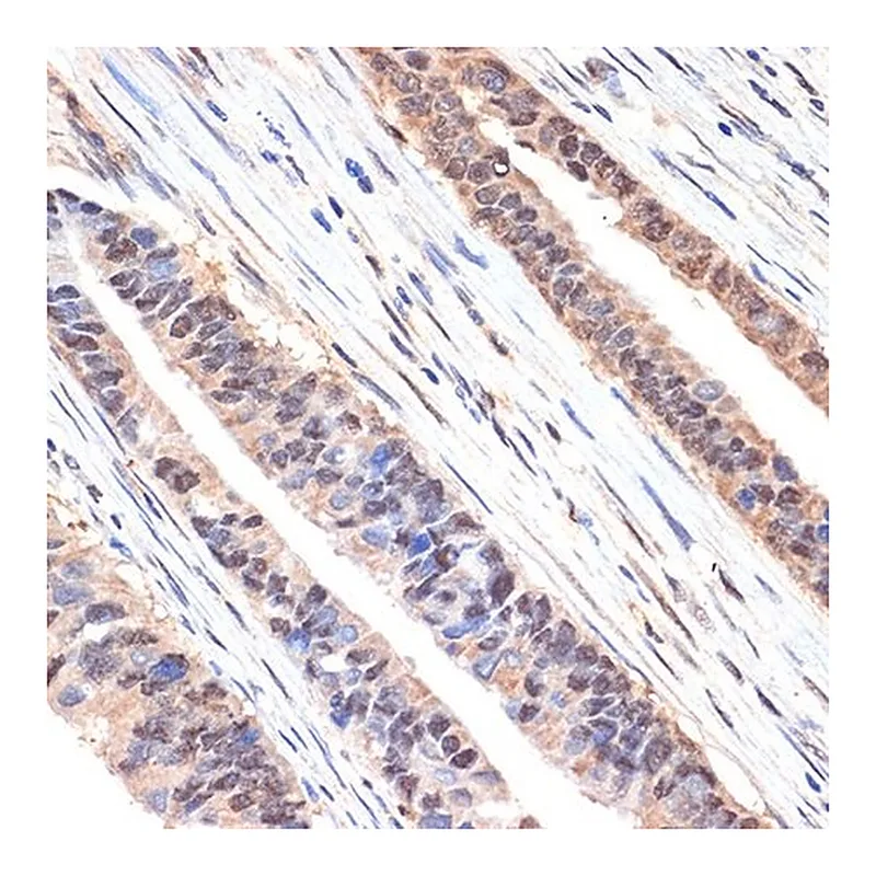 Merck Anti-sestrin 1 antibody produced in rabbit