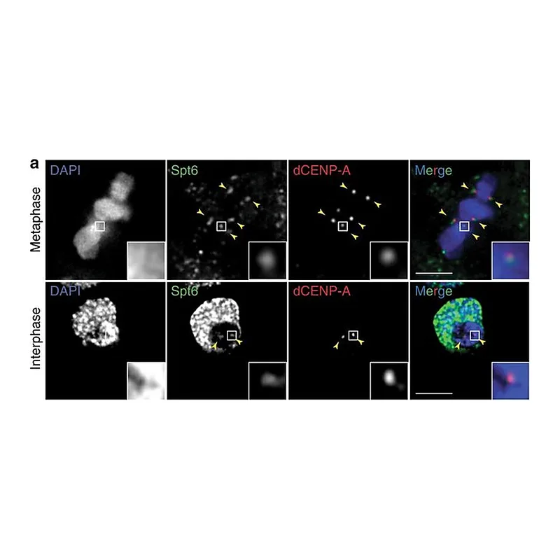 Thermo Fisher Scientific Goat anti-Rabbit IgG (H+L) Highly Cross-Adsorbed Secondary Antibody, Alexa Fluor 555