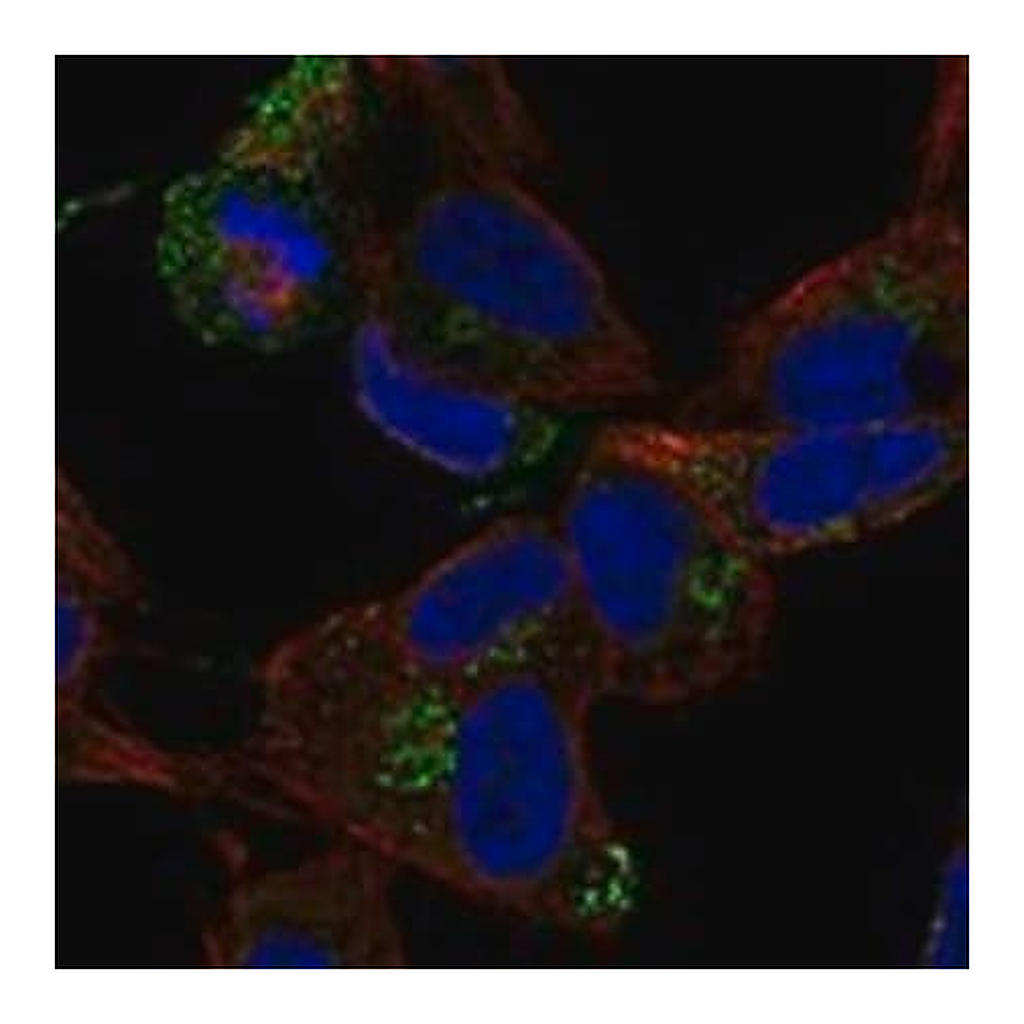 Merck Anti-CCDC136 antibody produced in rabbit