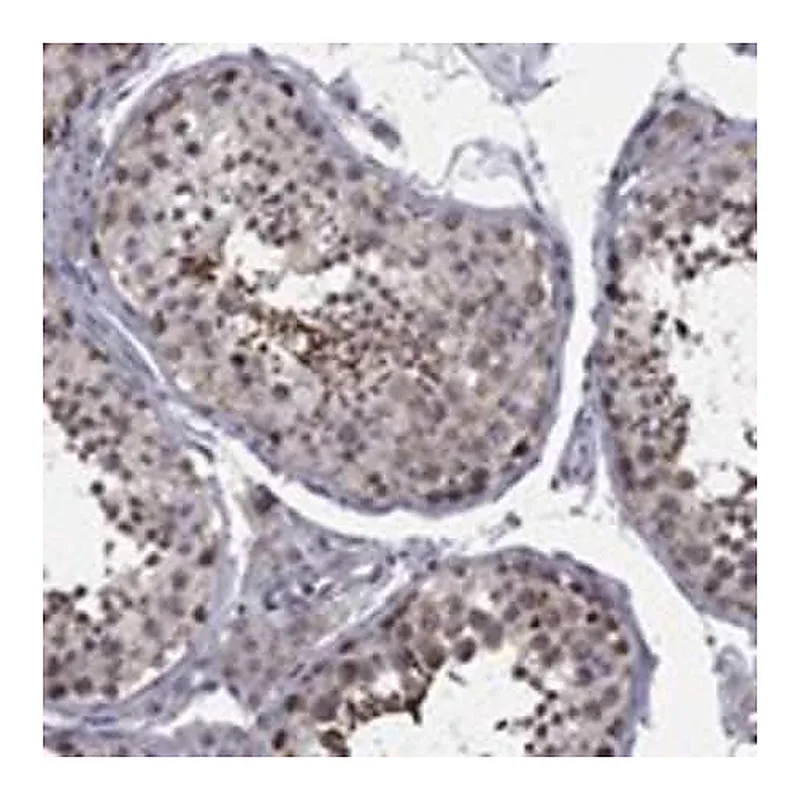 Merck Anti-CNOT11 antibody produced in rabbit