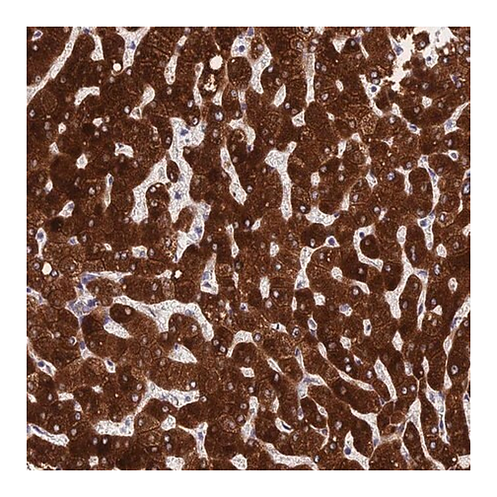 Merck Anti-PPP2R2D antibody produced in rabbit
