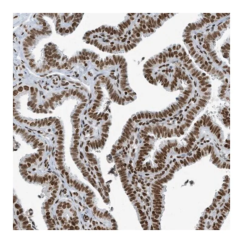 Merck Anti-SARNP antibody produced in rabbit