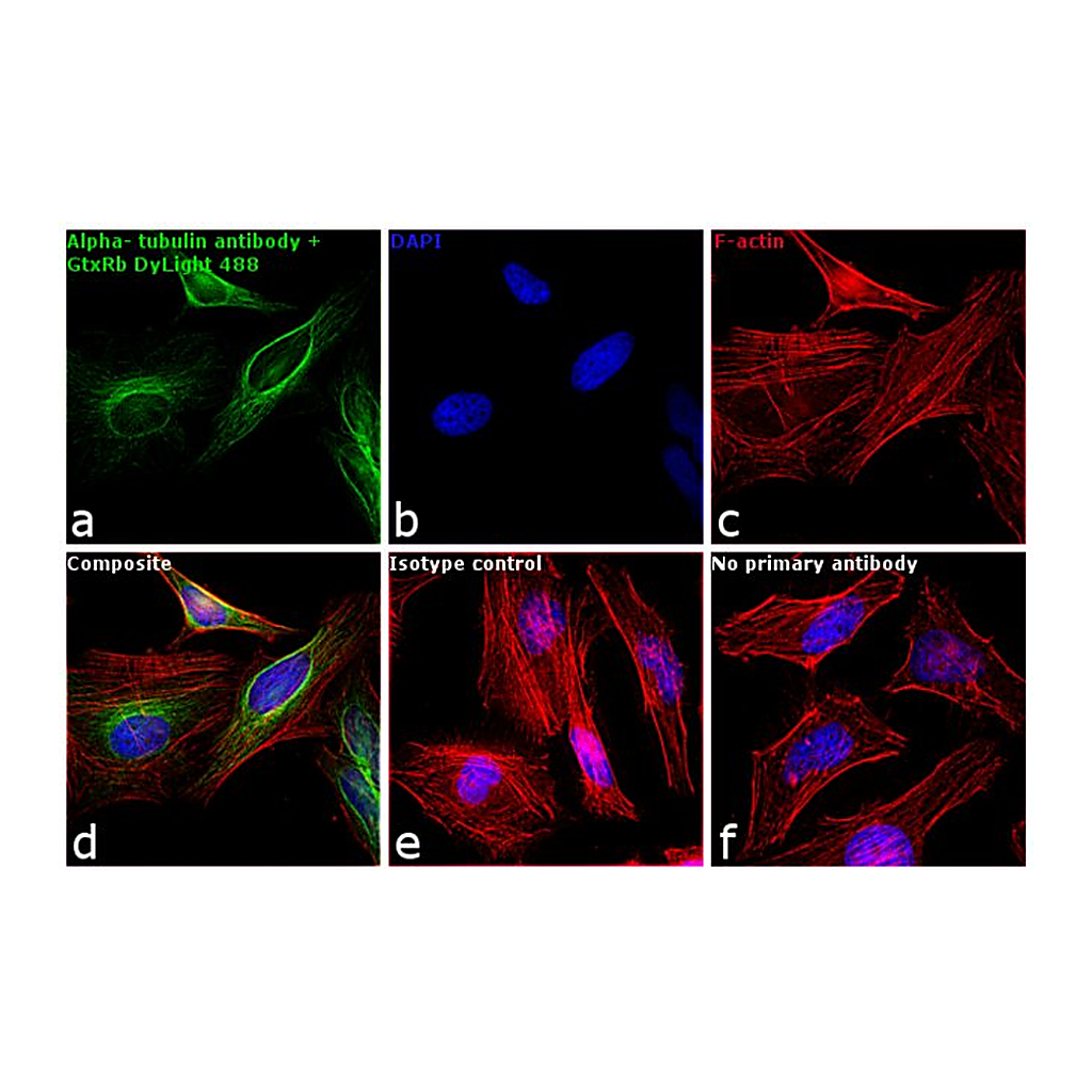 Thermo Fisher Scientific Goat anti-Rabbit IgG (H+L) Cross-Adsorbed Secondary Antibody, DyLight 488