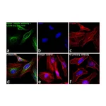 Thermo Fisher Scientific Goat anti-Rabbit IgG (H+L) Cross-Adsorbed Secondary Antibody, DyLight 488