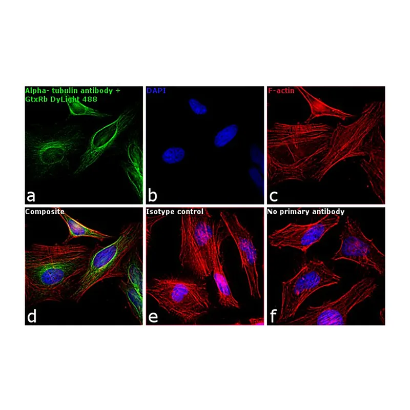 Thermo Fisher Scientific Goat anti-Rabbit IgG (H+L) Cross-Adsorbed Secondary Antibody, DyLight 488