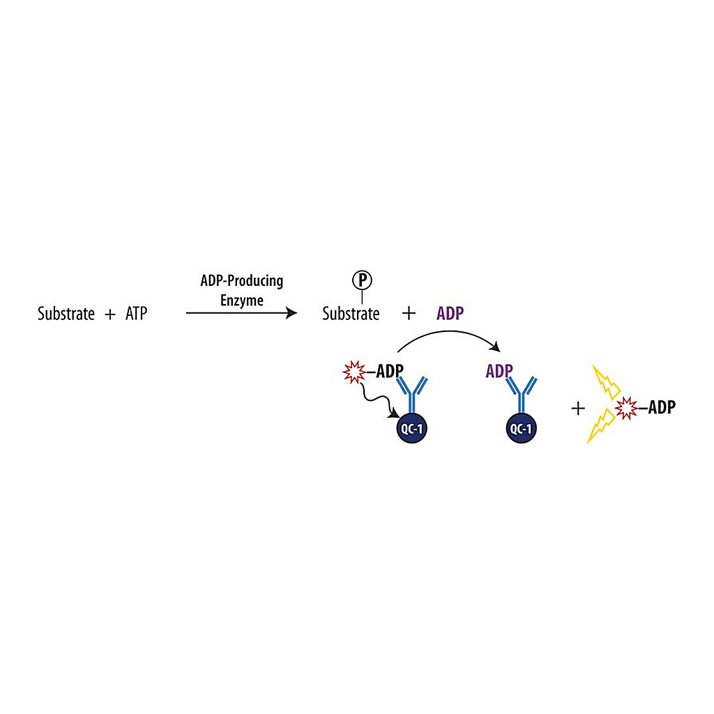 Merck Transcreener(R) ADP2 FI Assay