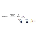 Merck Transcreener(R) ADP2 FI Assay