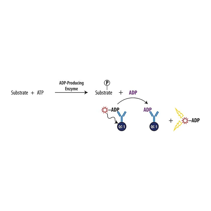 Merck Transcreener(R) ADP2 FI Assay