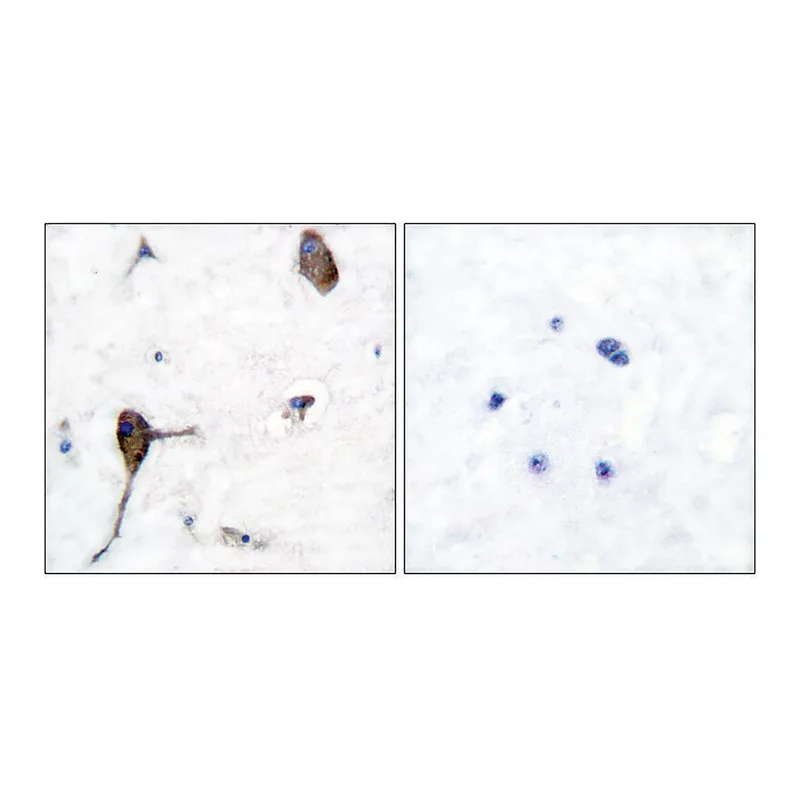 Merck Anti-IL-3R beta antibody produced in rabbit