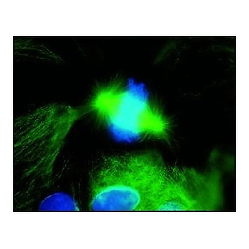 Merck FITC CONJUGATE-GOAT ANTI-MOUSE IGG-WHOL&