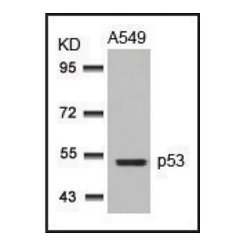 Merck Anti-TP53 (Ab-315) antibody produced in rabbit