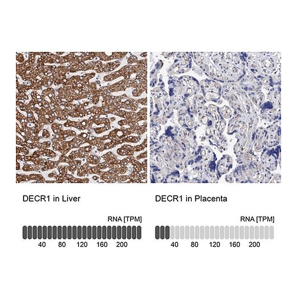 Merck Anti-DECR1 antibody produced in rabbit