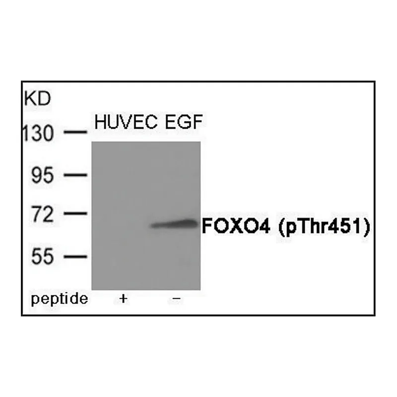 Merck Anti-phospho-FOXO4 (pThr451) antibody produced in rabbit