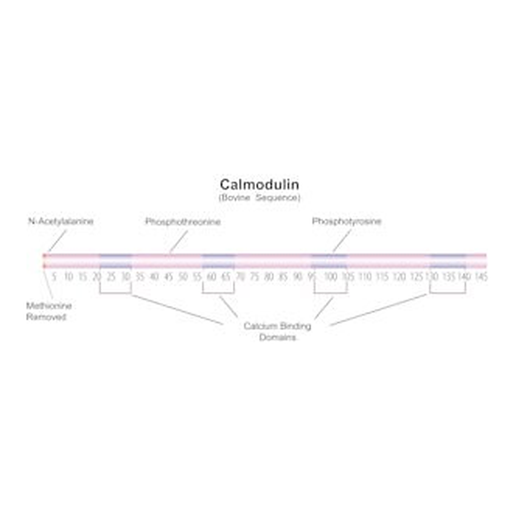 Merck CALMODULIN FROM BOVINE TESTES, BIOULTRA&