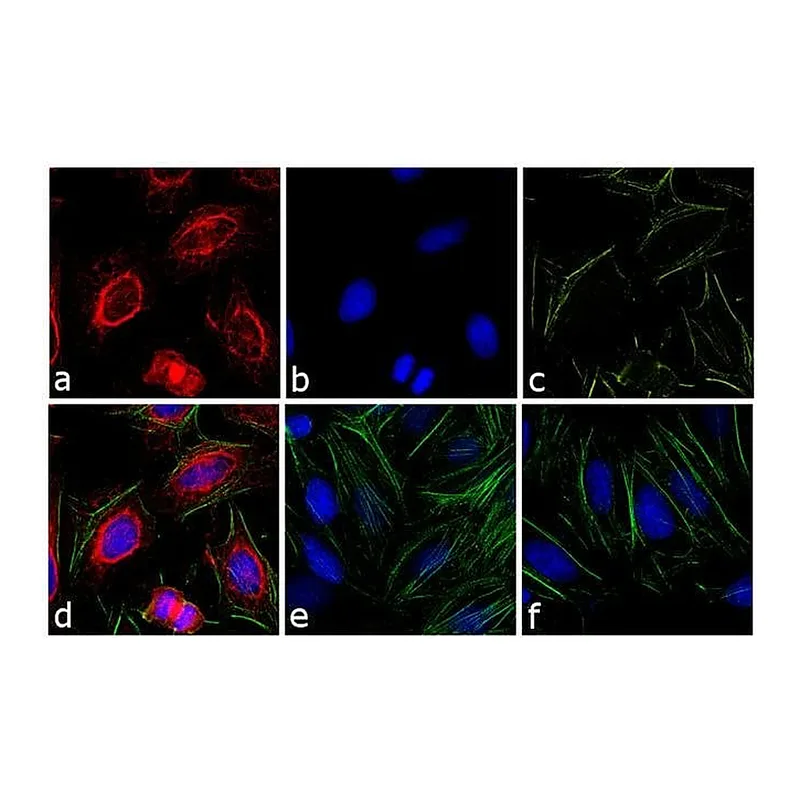 Thermo Fisher Scientific Donkey anti-Mouse IgG (H+L) Cross-Adsorbed Secondary Antibody, DyLight 594