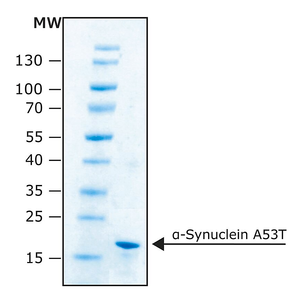 Merck alpha-Synuclein A53T human