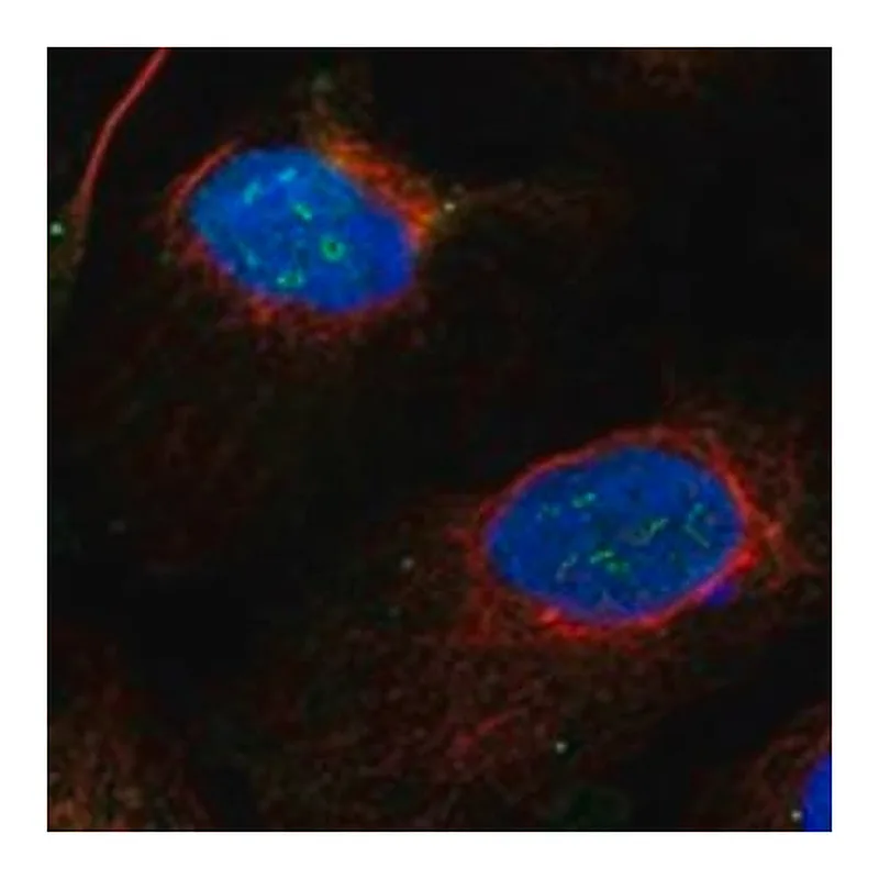 Merck Anti-EXOSC8 antibody produced in rabbit