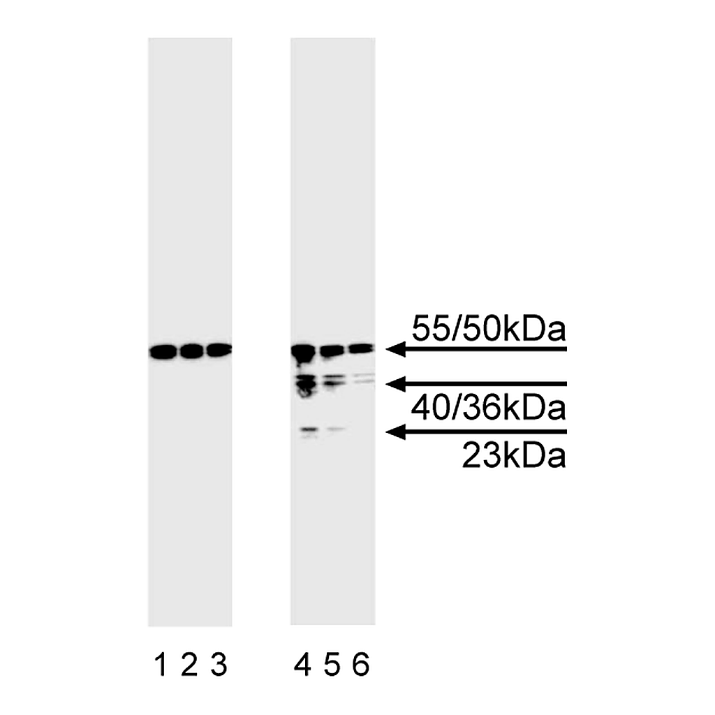 BD Purified Mouse Anti-Human Caspase-8