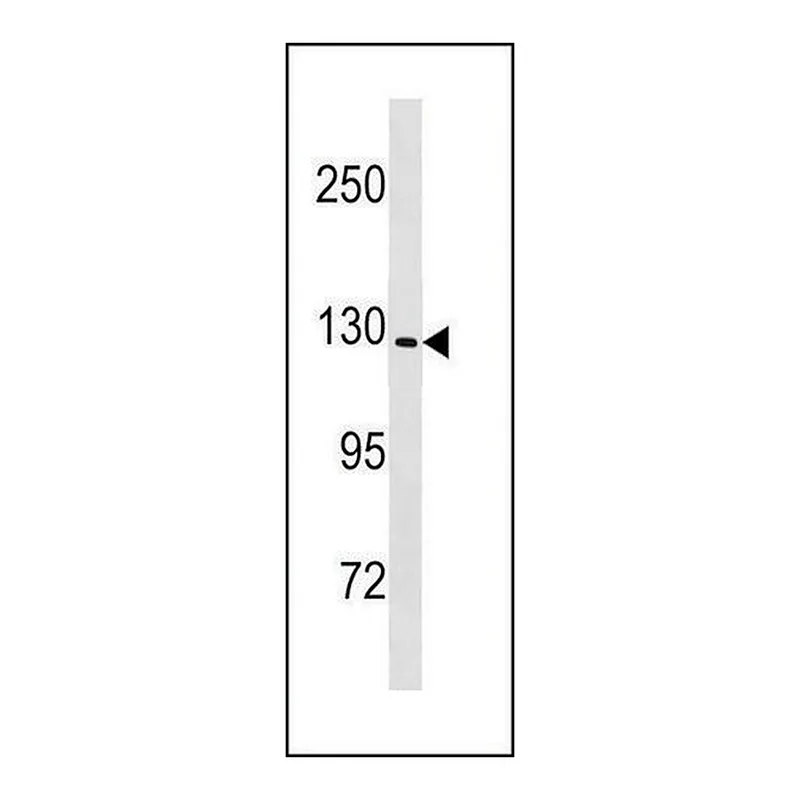 Merck ANTI-MOUSE NLRP6 (CENTER) antibody produced in rabbit