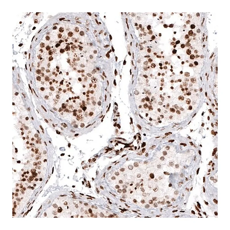 Merck Monoclonal Anti-HIST1H2AG antibody produced in mouse