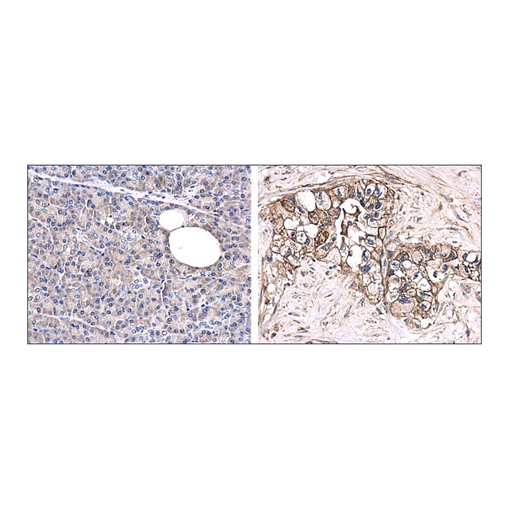 Merck Anti-GPC1 antibody produced in rabbit