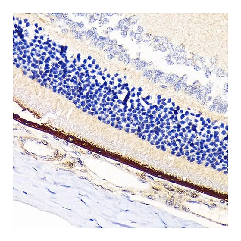 Merck Anti-RPA70 antibody produced in rabbit
