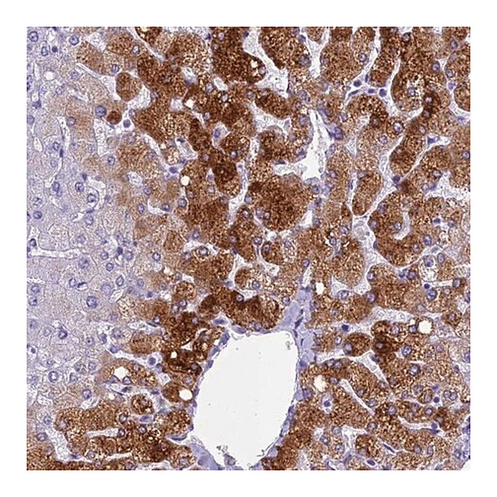 Merck Anti-NINJ1 antibody produced in rabbit