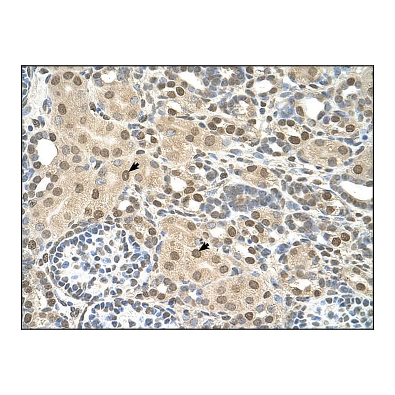 Merck Anti-TMEM30A antibody produced in rabbit