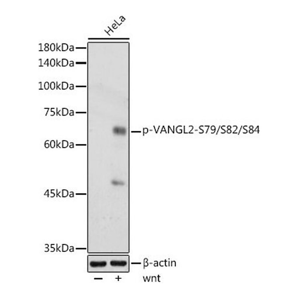 Merck Anti-Phospho-VANGL2-S79/S82/S84 antibody produced in rabbit