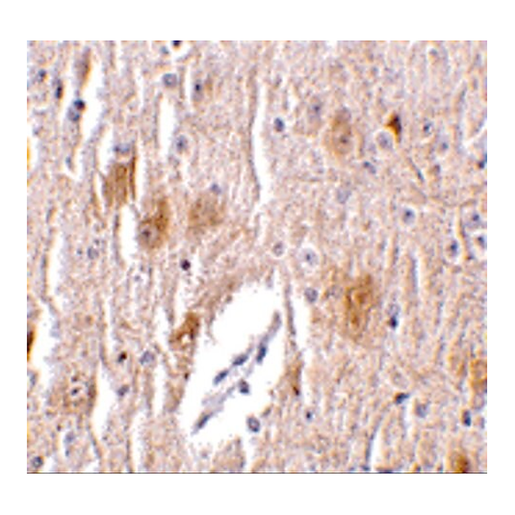 Merck Anti-TRIM5 delta antibody produced in rabbit