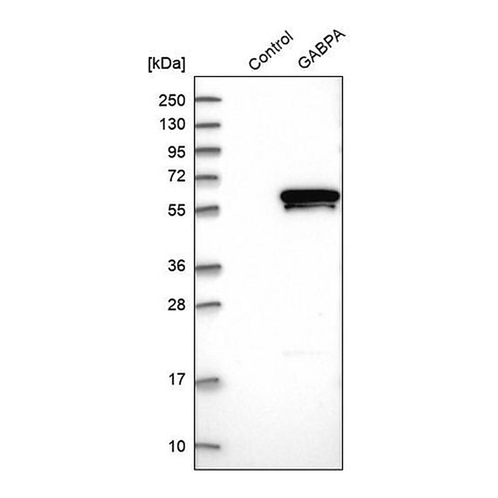 Merck Anti-GABPA antibody produced in rabbit