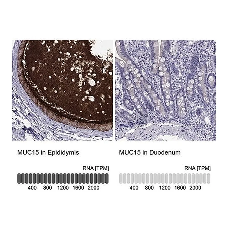Merck Anti-MUC15 antibody produced in rabbit