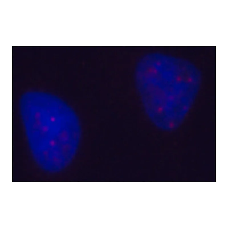 Merck Anti-PML antibody, Mouse monoclonal