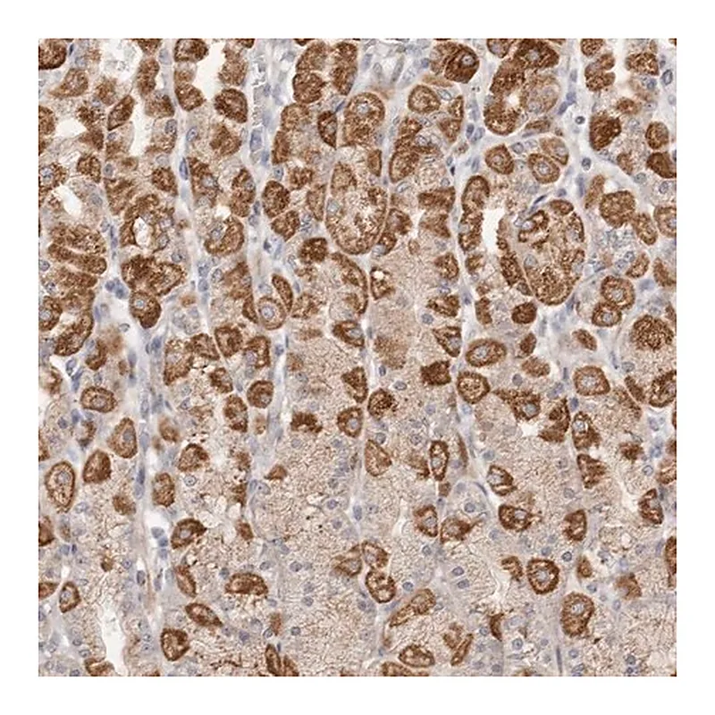 Merck Anti-USP24 antibody produced in rabbit