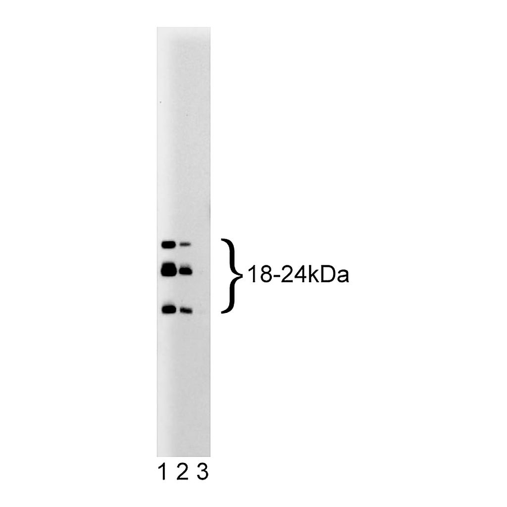 BD Purified Mouse Anti-basic FGF