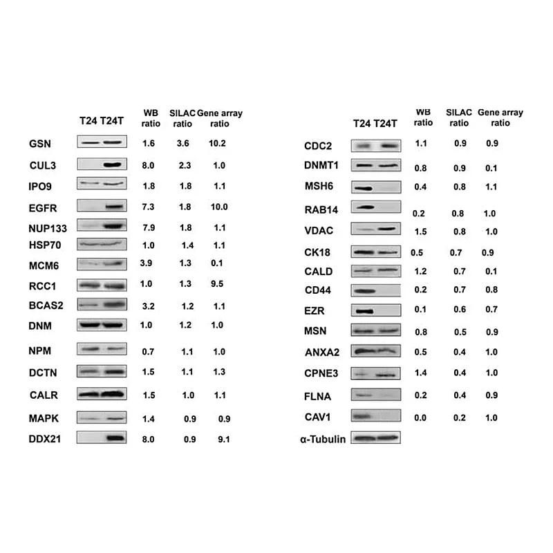 Merck Monoclonal Anti-Ezrin antibody produced in mouse