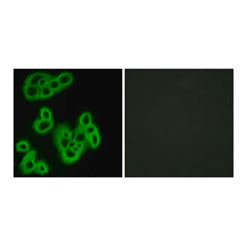 Merck Anti-FPR1 antibody produced in rabbit