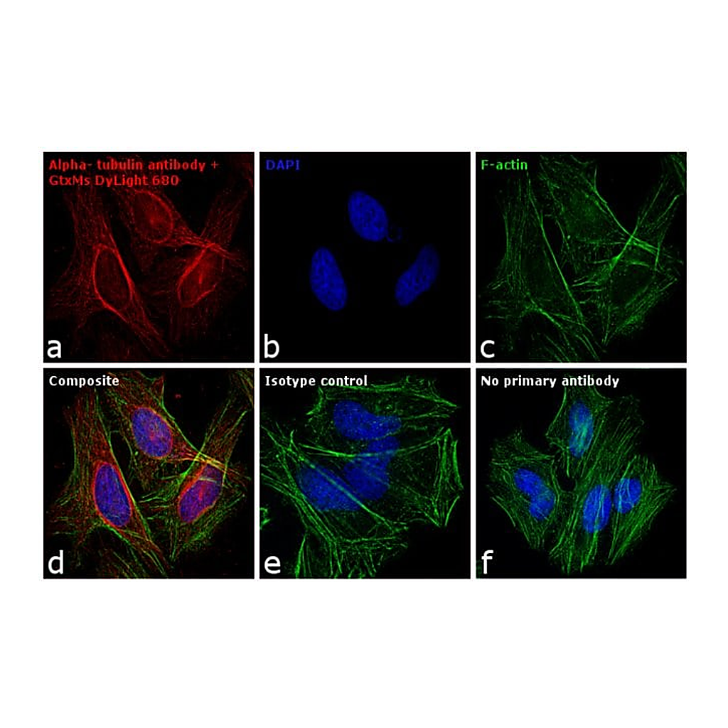 Thermo Fisher Scientific Goat anti-Mouse IgG (H+L) Secondary Antibody, DyLight 680