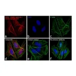 Thermo Fisher Scientific Goat anti-Mouse IgG (H+L) Secondary Antibody, DyLight 680