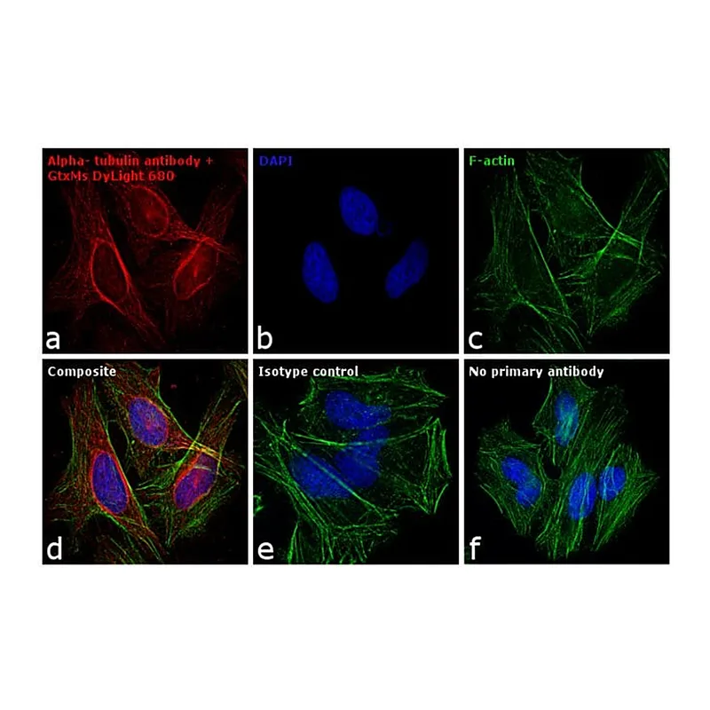 Thermo Fisher Scientific Goat anti-Mouse IgG (H+L) Secondary Antibody, DyLight 680