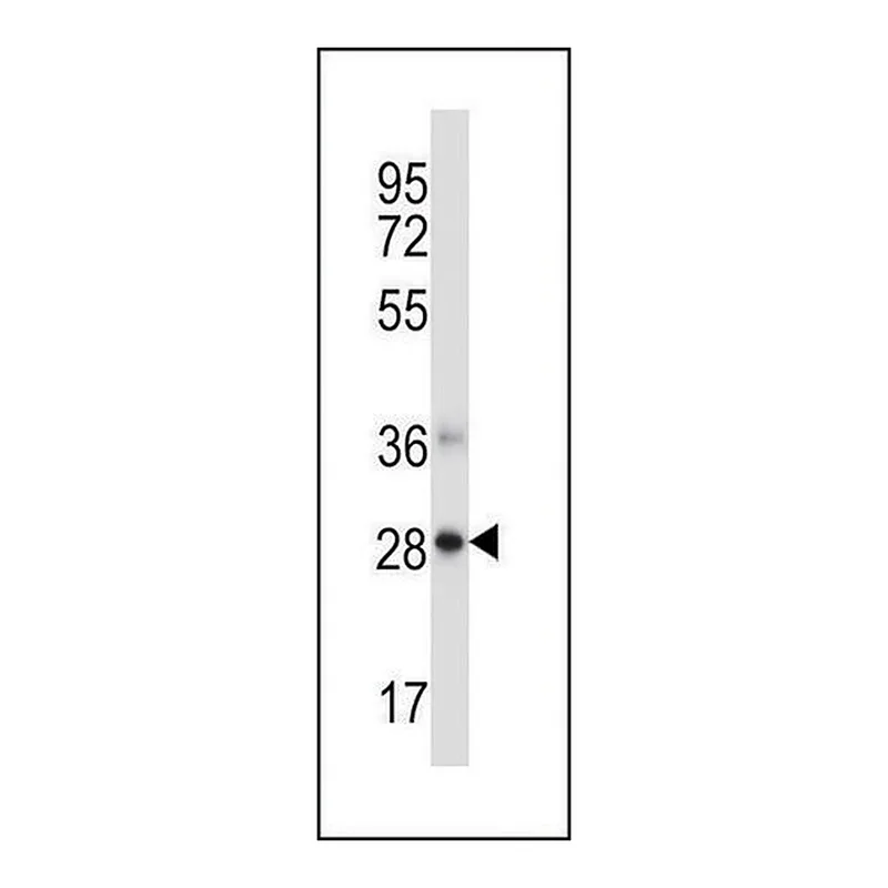 Merck ANTI-NDFIP1 (CENTER) antibody produced in rabbit