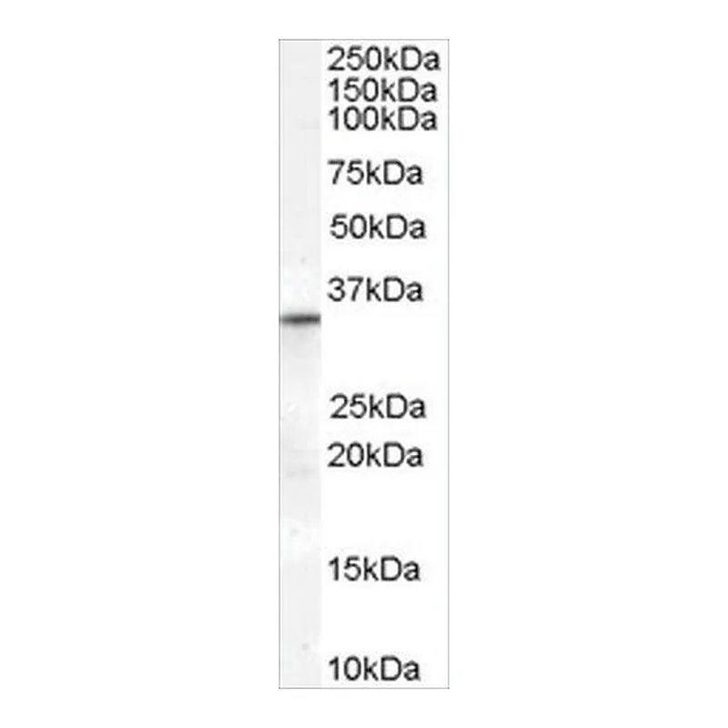 Merck Anti-VDAC2 (Internal) antibody produced in goat