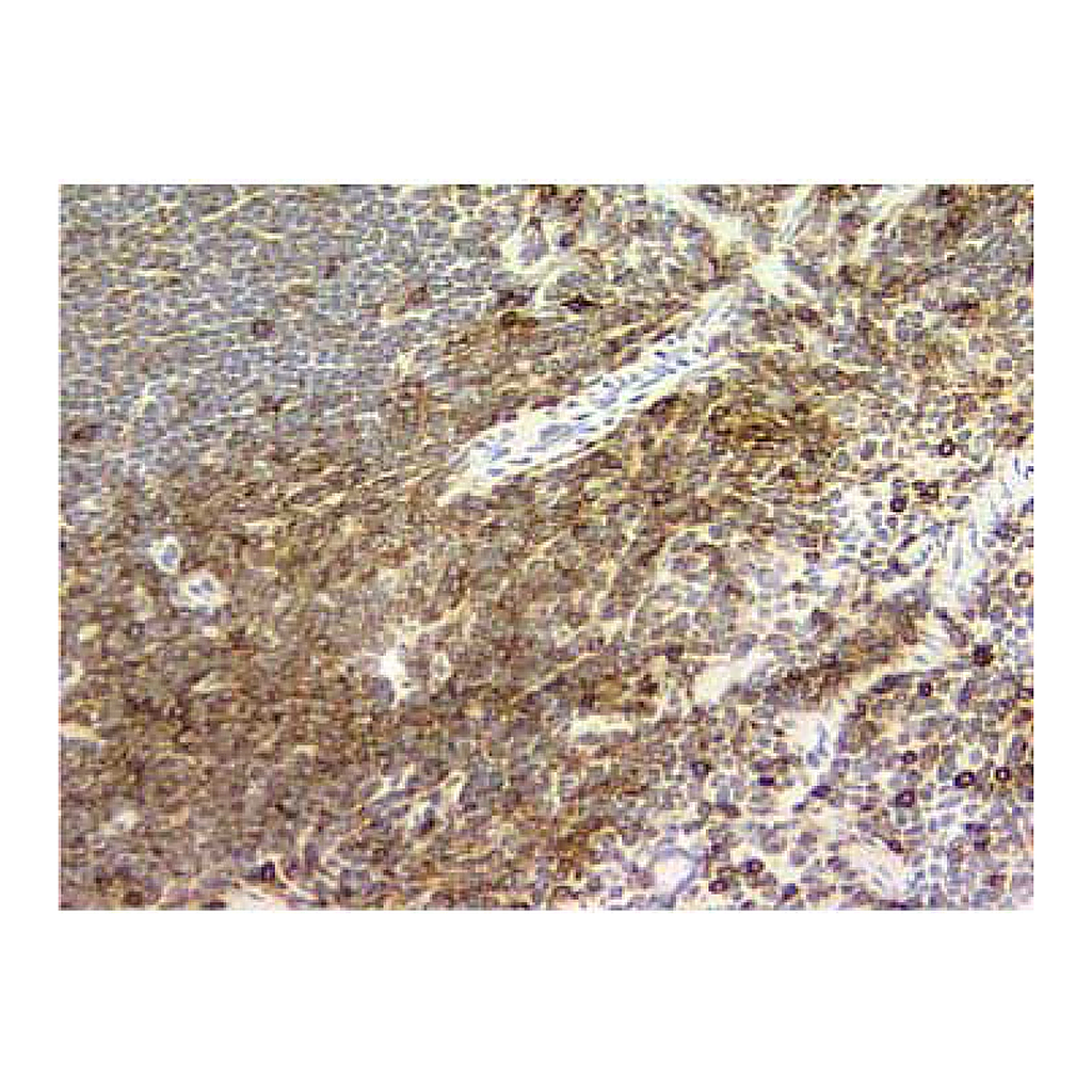 BD Purified Rat Anti-Mouse CD11a