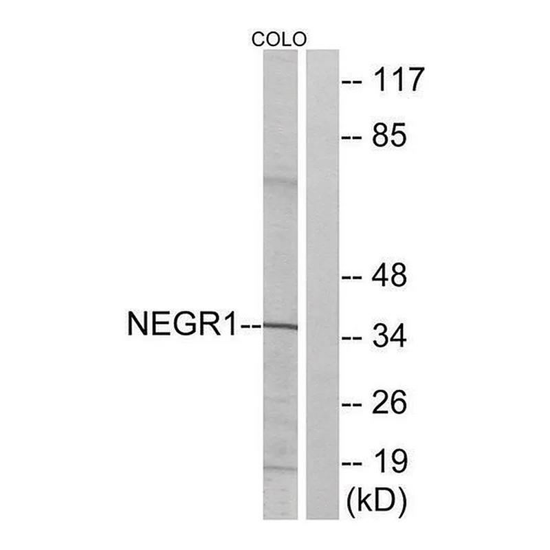 Merck Anti-NEGR1 antibody produced in rabbit