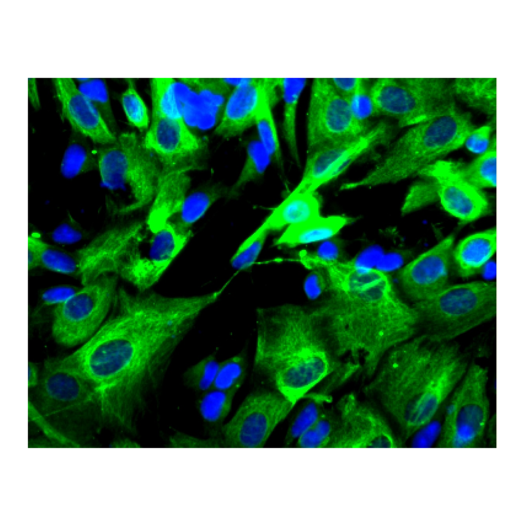 BD Purified Mouse Anti-Adaptin β