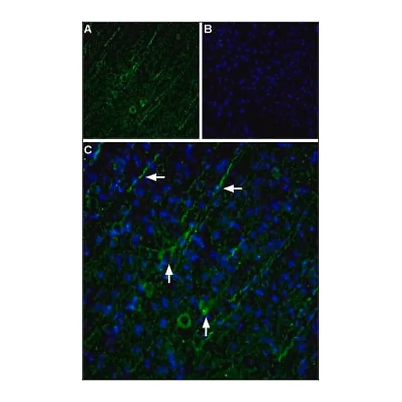 Merck Anti-TRPC5 antibody produced in rabbit