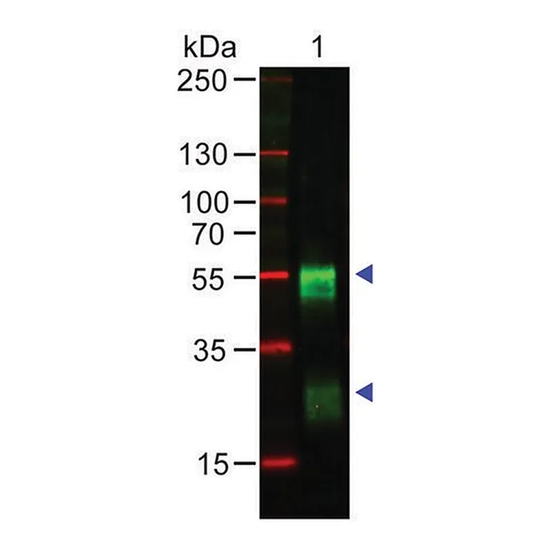 Merck Anti-Rabbit IgG (H+L), highly cross adsorbed antibody produced in goat